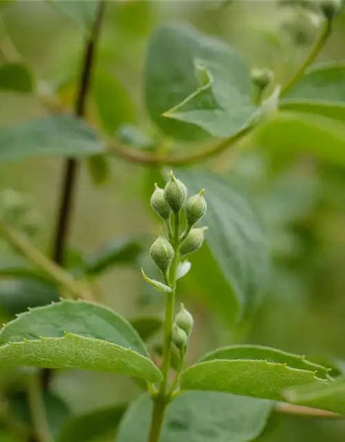 Philadelphus 'Schneesturm'