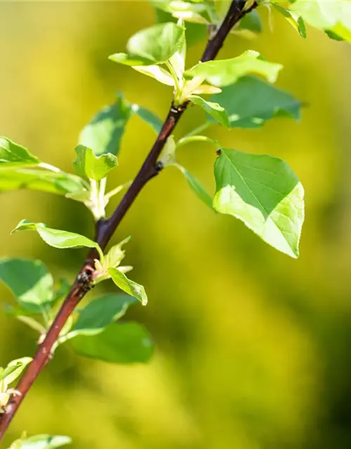 Prunus avium