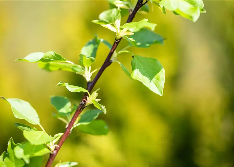 Prunus avium