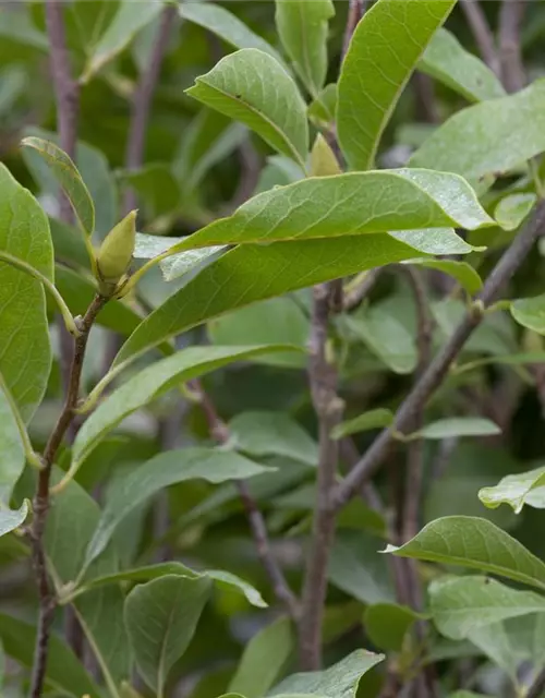 Magnolia x soulangiana