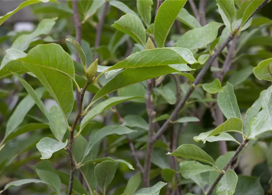 Magnolia x soulangiana