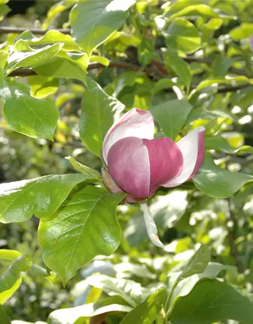 Magnolia x soulangiana