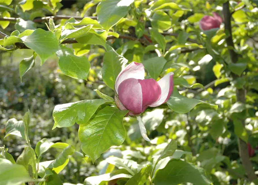 Magnolia x soulangiana