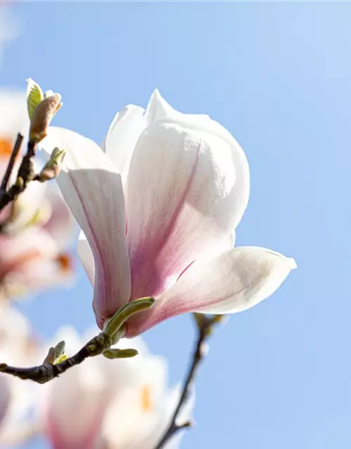 Magnolia x soulangiana