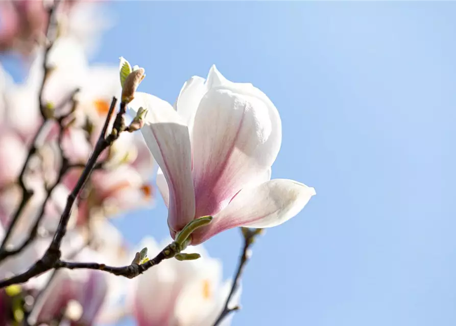 Magnolia x soulangiana