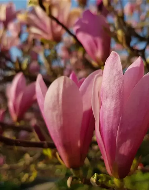 Magnolia x soulangiana