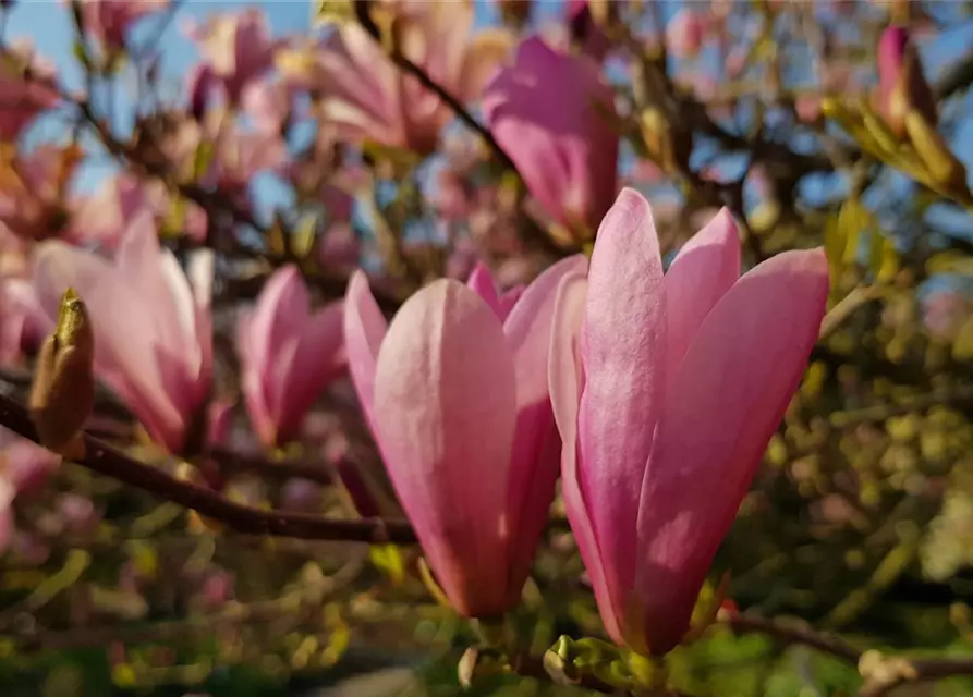 Magnolia x soulangiana