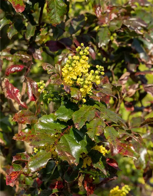 Mahonia aquifolium