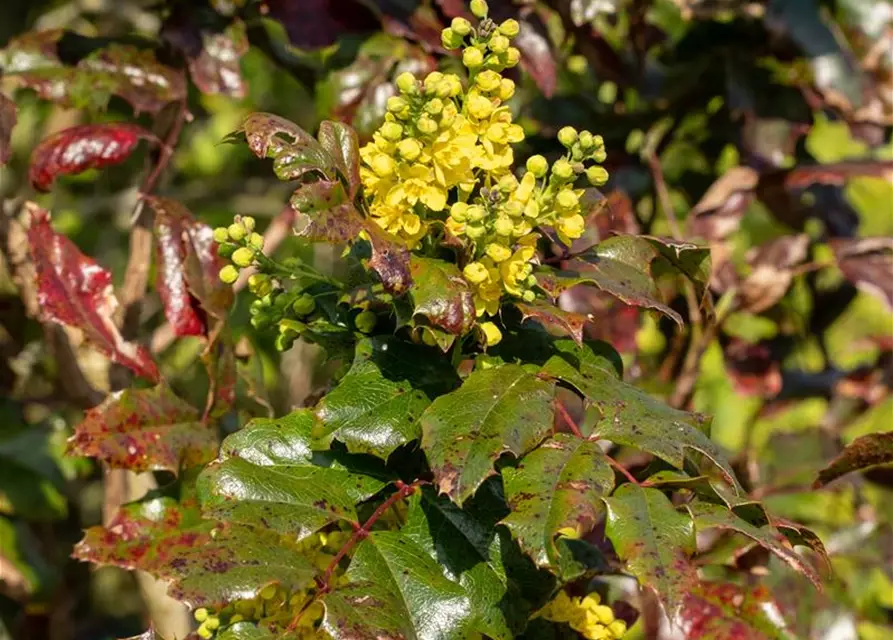 Mahonia aquifolium