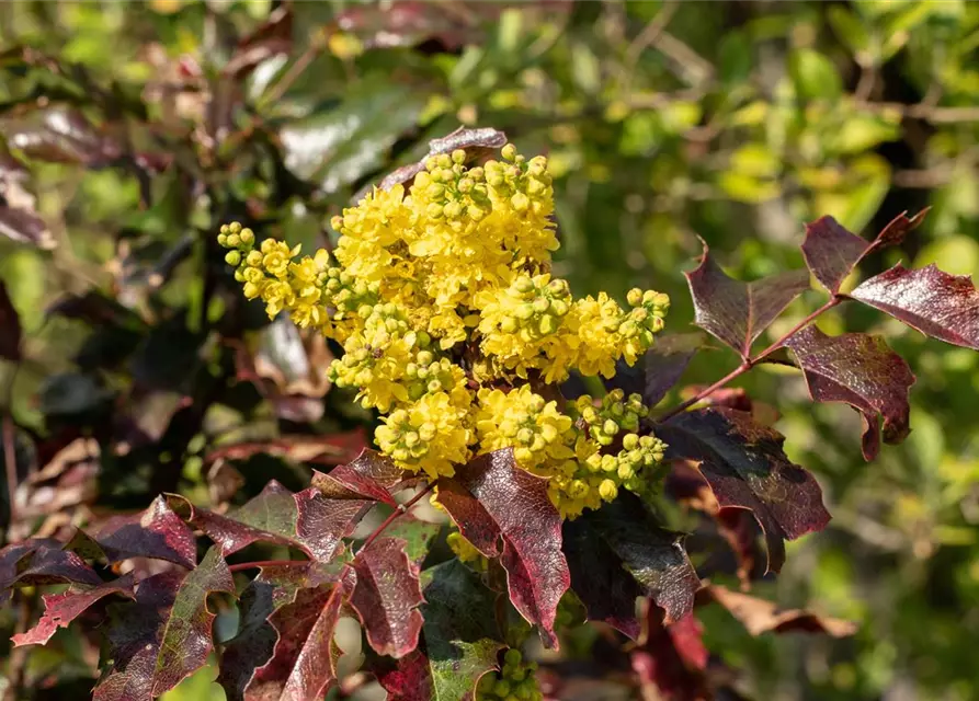 Mahonia aquifolium