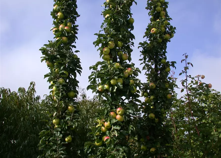 Malus domestica, Säule