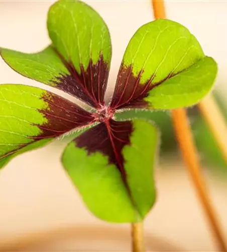 Oxalis deppei