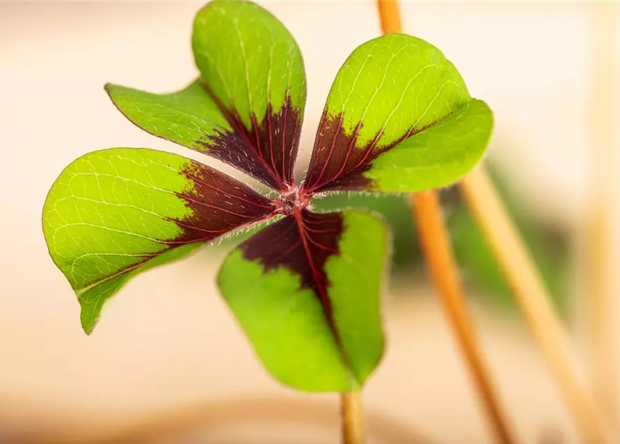 Oxalis deppei