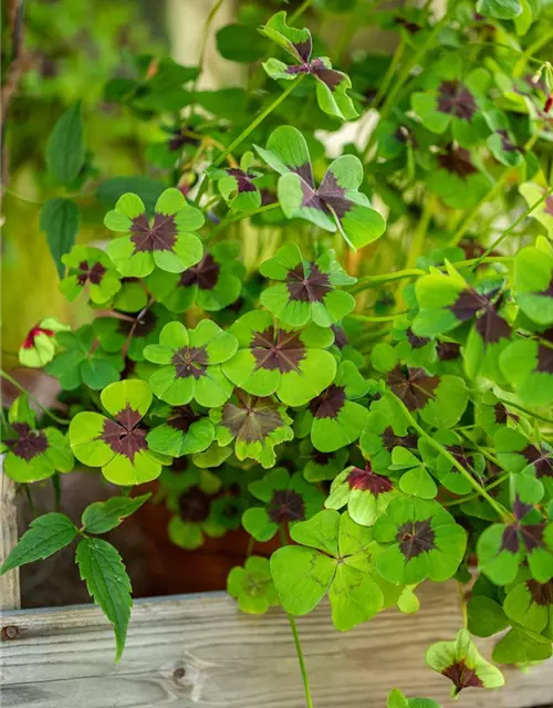 Oxalis deppei