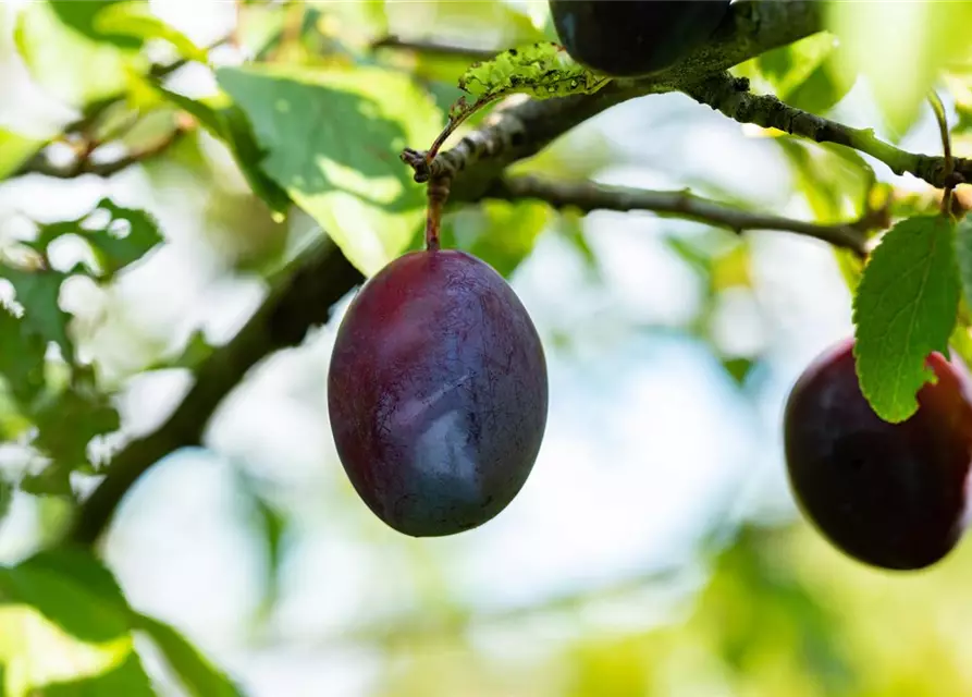 Prunus domestica subsp. domestica