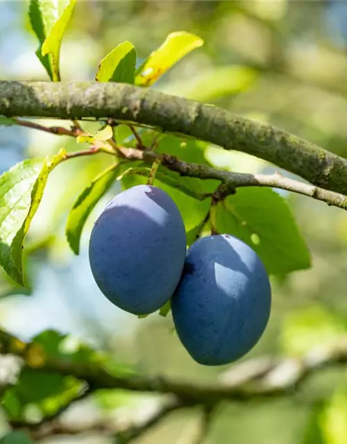 Prunus domestica subsp. domestica