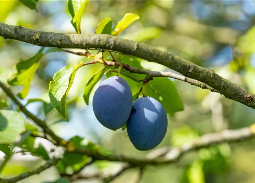 Prunus domestica subsp. domestica