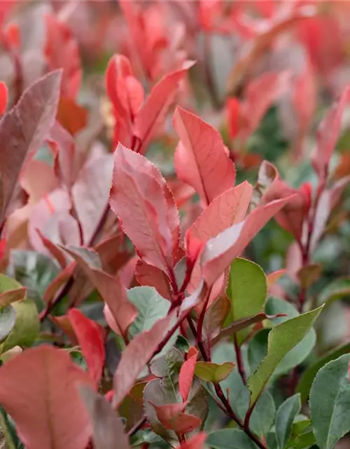 Photinia fraseri 'Little Red Robin'