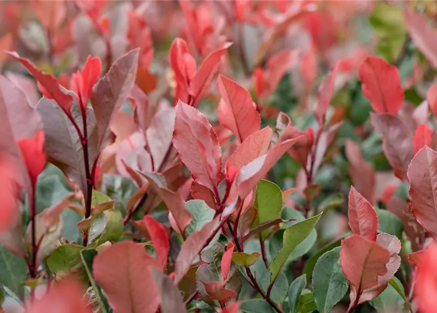 Photinia fraseri 'Little Red Robin'