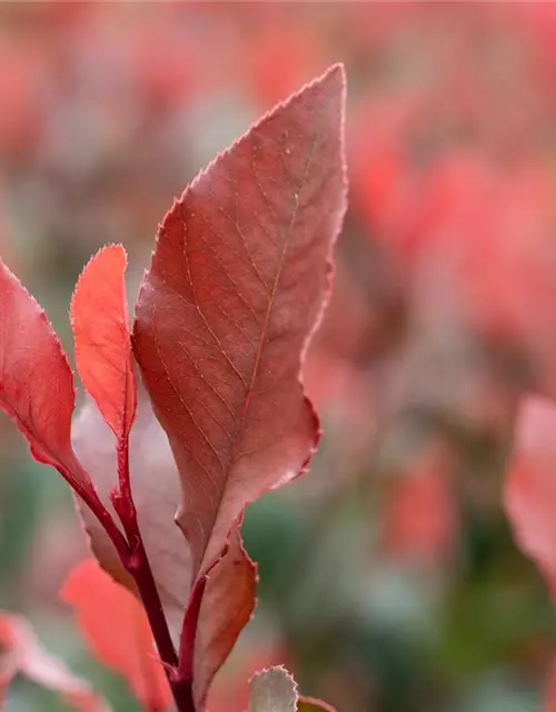 Photinia fraseri 'Little Red Robin'