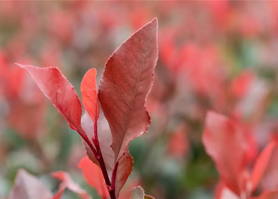 Photinia fraseri 'Little Red Robin'