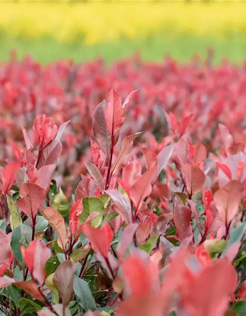 Photinia fraseri 'Little Red Robin'