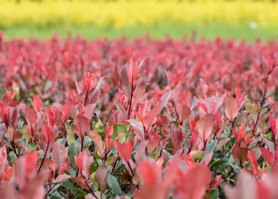 Photinia fraseri 'Little Red Robin'