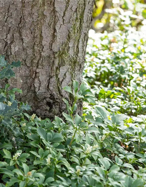 Pachysandra terminalis