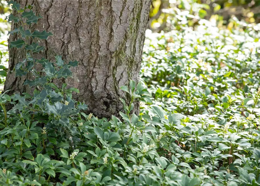 Pachysandra terminalis