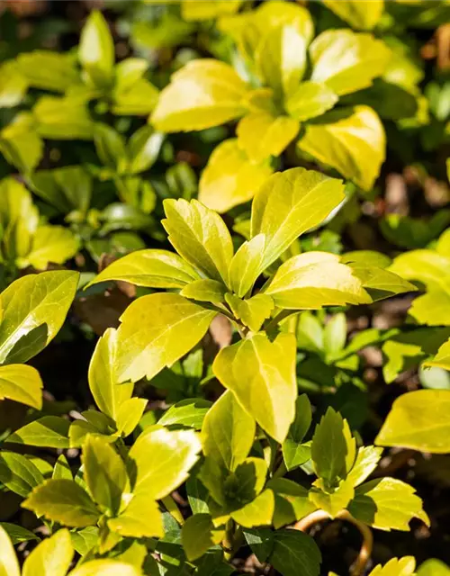 Pachysandra terminalis 'Green Carpet'®