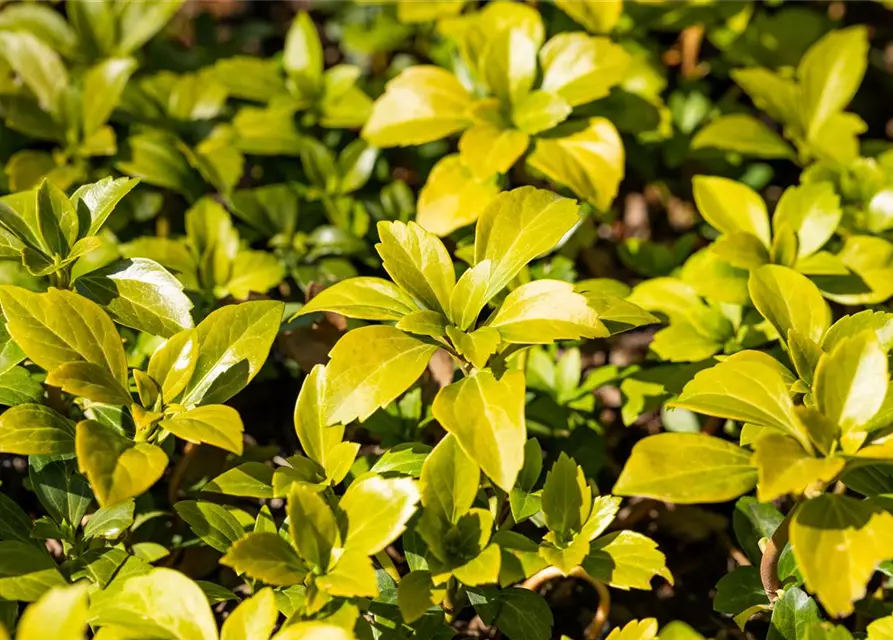 Pachysandra terminalis 'Green Carpet'®