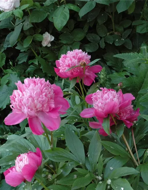 Paeonia lactiflora, rosa