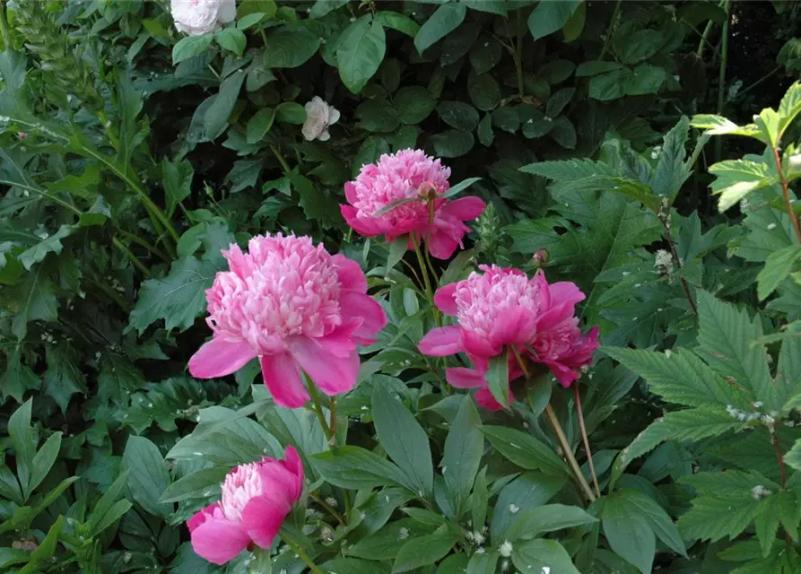 Paeonia lactiflora, rosa