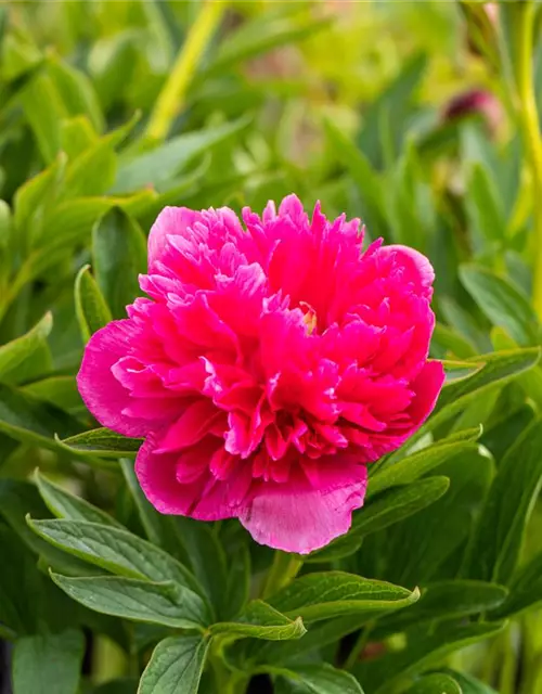 Paeonia lactiflora, rosa