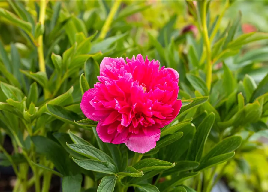 Paeonia lactiflora, rosa