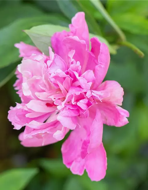 Paeonia lactiflora, rosa