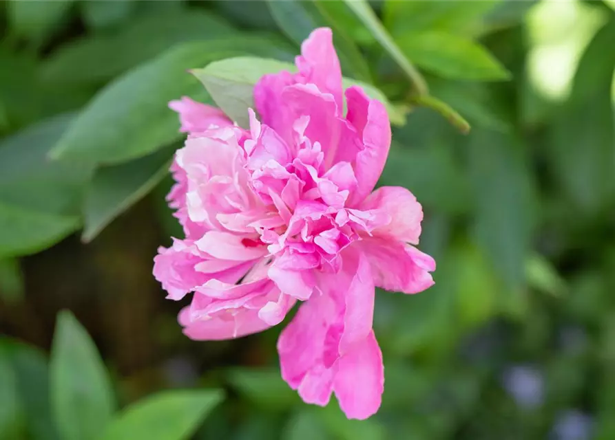 Paeonia lactiflora, rosa