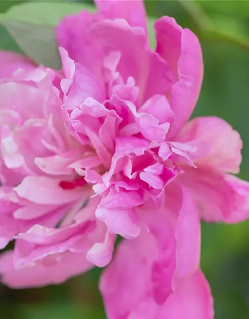 Paeonia lactiflora, rosa