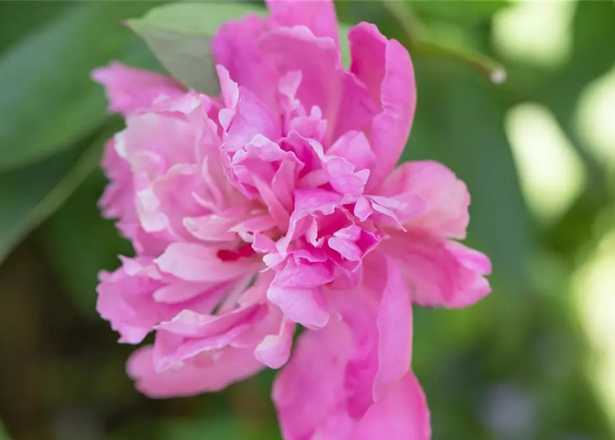 Paeonia lactiflora, rosa