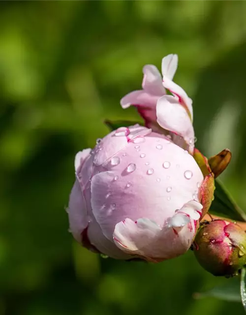 Paeonia lactiflora, rosa