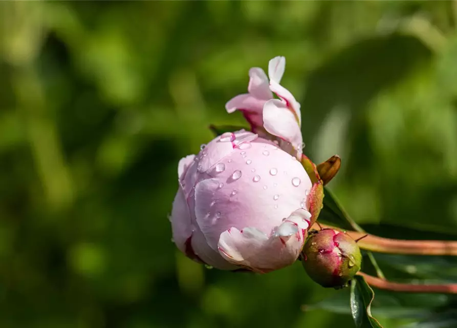 Paeonia lactiflora, rosa