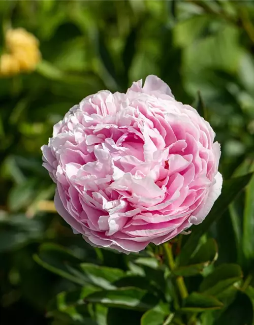 Paeonia lactiflora, rosa