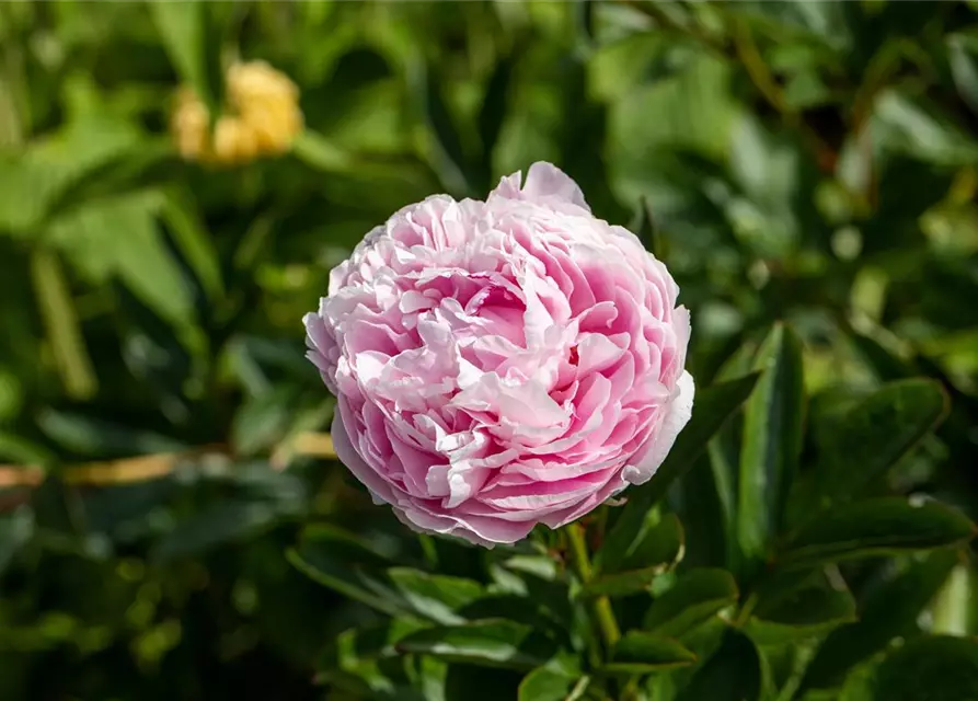 Paeonia lactiflora, rosa