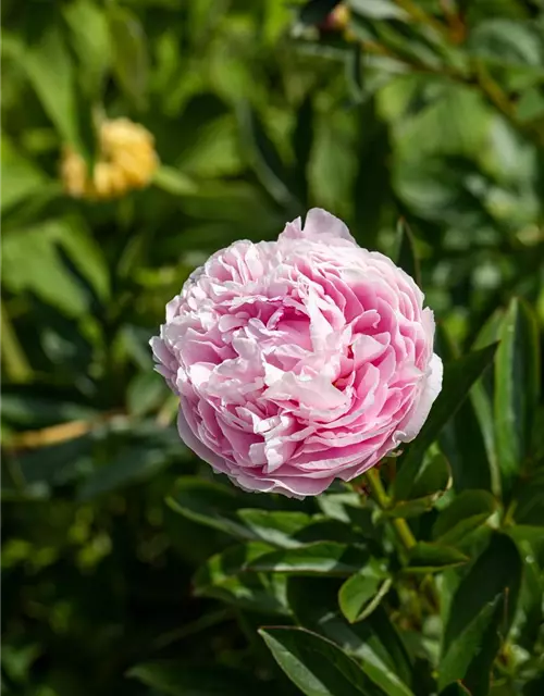 Paeonia lactiflora, rosa