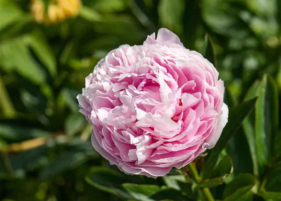 Paeonia lactiflora, rosa