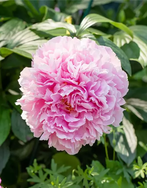 Paeonia lactiflora, rosa