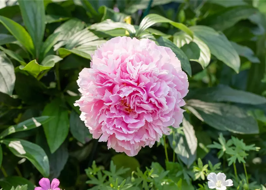 Paeonia lactiflora, rosa