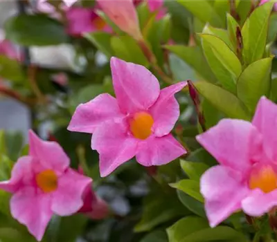 Mandevilla sanderi 'Diamantina'®