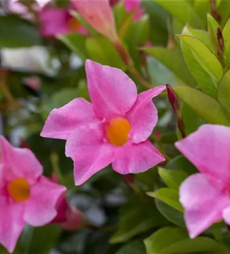 Mandevilla sanderi 'Diamantina'®