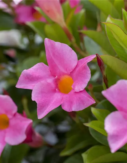 Mandevilla sanderi 'Diamantina'®